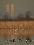 Canada (Branta Canadensis) and Snow Geese (Chen Caerulescens)