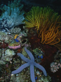 Buy A Blue Starfish with Colorful Coral and Sea Anemones at AllPosters.com