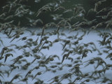 A Flock of Western Sandpipers in Flight