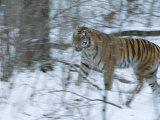 A Captive Siberian Tiger (Panthera Tigris) Plays in the Snow