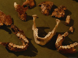 Skull Fragments of Australopithecus Robustus and Homo Sapiens Sapiens