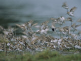 A Flock of Western Sandpipers