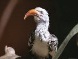 Close View of a Captive Red-Billed Hornbill