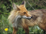 A Close View of a Red Fox with Porcupine Quills Stuck in its Nose