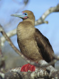 A Portrait of a Red-Footed Booby on a Tree Branch