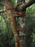 Host Tree Lashed with the Roots of a Strangler Fig
