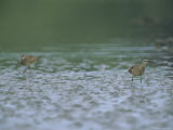 Western Sandpipers
