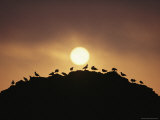 Silhouette of Shorebirds on Rock against Sun