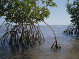 Root Legs of Red Mangroves Extend into Biscayne Bay