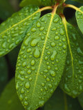 A Close View of Raindrops on Rhododendron Leaves