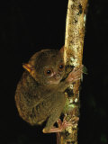 Buy A Philippine Tarsier Clings to a Tree Limb at AllPosters.com