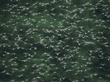 A Flock of Western Sandpipers in Flight
