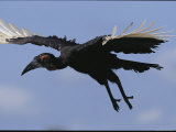 A Southern Ground Hornbill in Flight Scans the Ground for Food