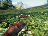 Salmon Underwater, Clayoquot Sound, Vancouver Island