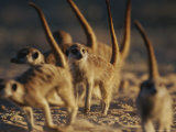 Buy Group of Meerkats (Suricata Suricatta) on All Fours with Erect Tails at AllPosters.com