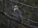A Red-Shouldered Hawk Sits on a Tree Branch