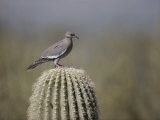 Buy A White-Winged Dove on a Saguaro Cactus at AllPosters.com