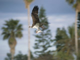 An Osprey in Flight with a Catch in its Talons