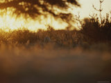 A Meerkat (Suricata Suricatta) Stands with its Eight-Inch Tail Erect