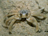 Ghost Crab Found on Beaches Along the East Coast