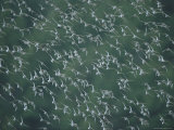 A Flock of Western Sandpipers in Flight
