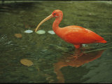 A Captive Scarlet Ibis Wading in Water