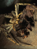 A Huntsman Spider Catches and Devours a Praying Mantis