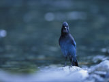 Close View of a Stellers Jay