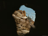 Cougar in Zoo Exhibit
