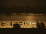 Sandhill Cranes in a Lake are Silhouetted against the Shallow Water