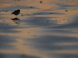 A Sandpiper, Perched on One Leg, Silhouetted on Sandflats at Twilight