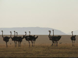 A Flock of Ostriches on the Plains of Serengeti National Park