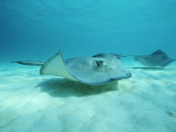 A Pair of Southern Stingrays Swim over Ocean Floor