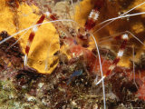A Close View of a Cleaner Shrimp and Encrusting Sponge