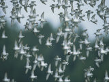 A Flock of Western Sandpipers in Flight