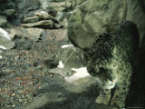 Captive Snow Leopard (Panthera Uncia)