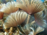 Buy A Close View of Tubeworms with Their Food-Filtering Tentacles Waving at AllPosters.com