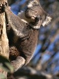 A Portrait of a Koala