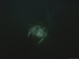 A Manatee Swims Through Dark Waters