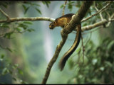 Giant Squirrel on Tree Limb
