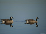 Pair of Canada Geese (Branta Canadensis)