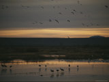 Sandhill Cranes (Grus Canadensis) Wade at Dawn