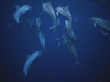 School of Bottlenose Dolphins