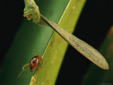 An Eupithecia Orichloris Caterpillar Finishes its Termite Meal