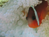 An Anemonefish Nestled Among Sea Anemone Tentacles