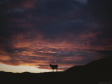 Buy A Wapiti Bull (Cervus Elaphus) Silhouetted against a Fiery Sunset at AllPosters.com