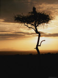 An African White-Backed Vulture Silhouetted Atop a Tree at Sunset