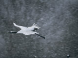 Red Crowned Crane (Grus Japonensis) in Flight, Hokkaido, Japan