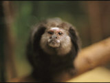 Buy A Black Tufted Ear Marmoset, Callithrix Penicillata at AllPosters.com