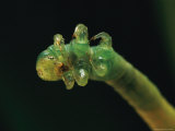 Close View of the Six Legs of a Eupithecia Orichloris Caterpillar